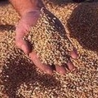 СП «Сельскохозяйственные услуги» оптовая продажа продуктов питания